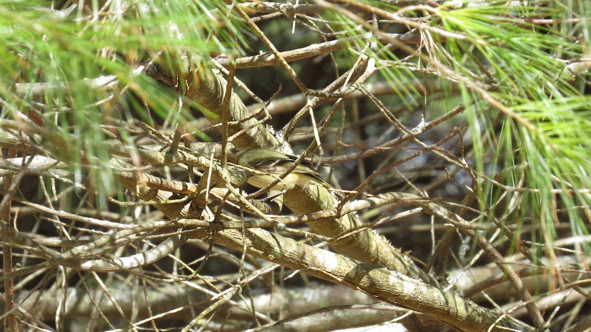 Ruby-crowned Kinglet - ML634677221