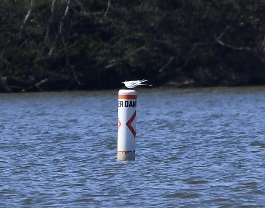 Forster's Tern - ML634677225