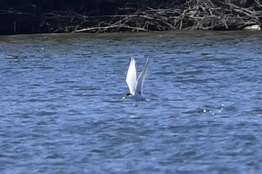 Forster's Tern - ML634677226