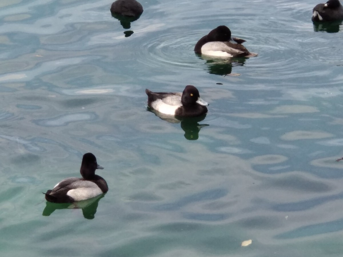 Lesser Scaup - ML634677238