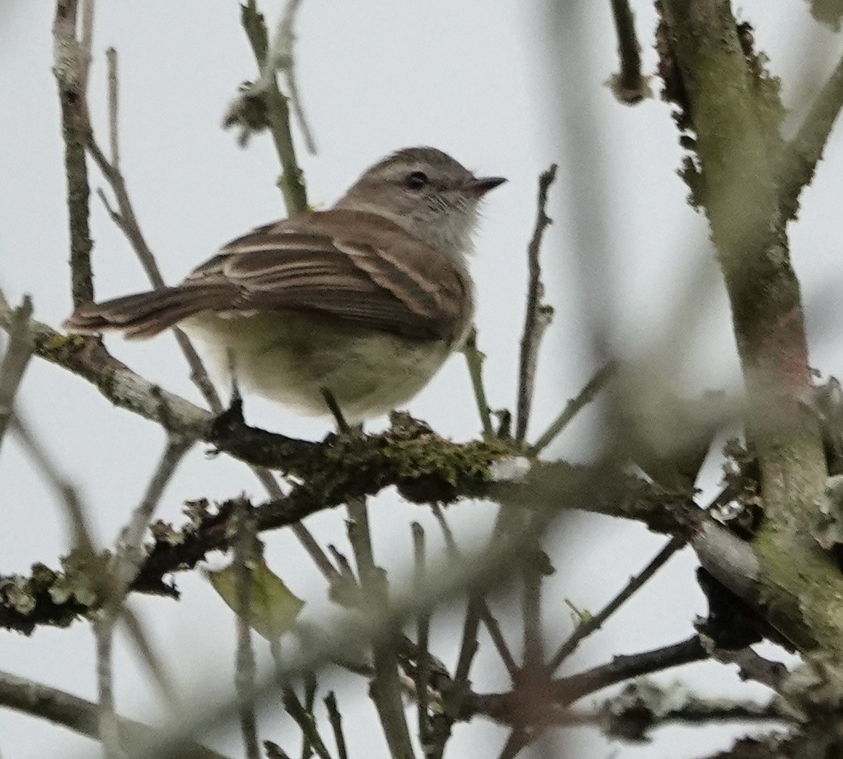 Mouse-colored Tyrannulet (Northern) - ML634677240