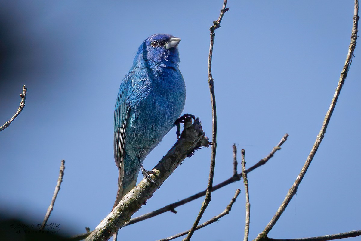 Indigo Bunting - ML634677250