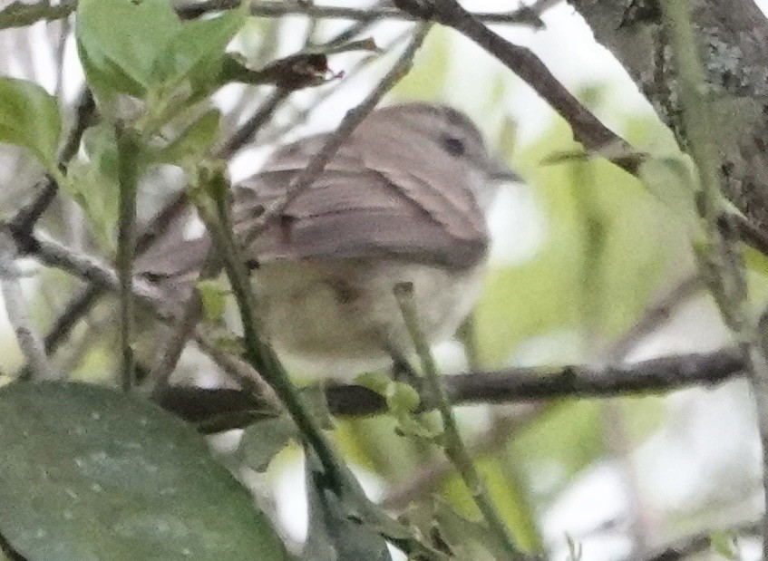 Mouse-colored Tyrannulet (Northern) - ML634677251