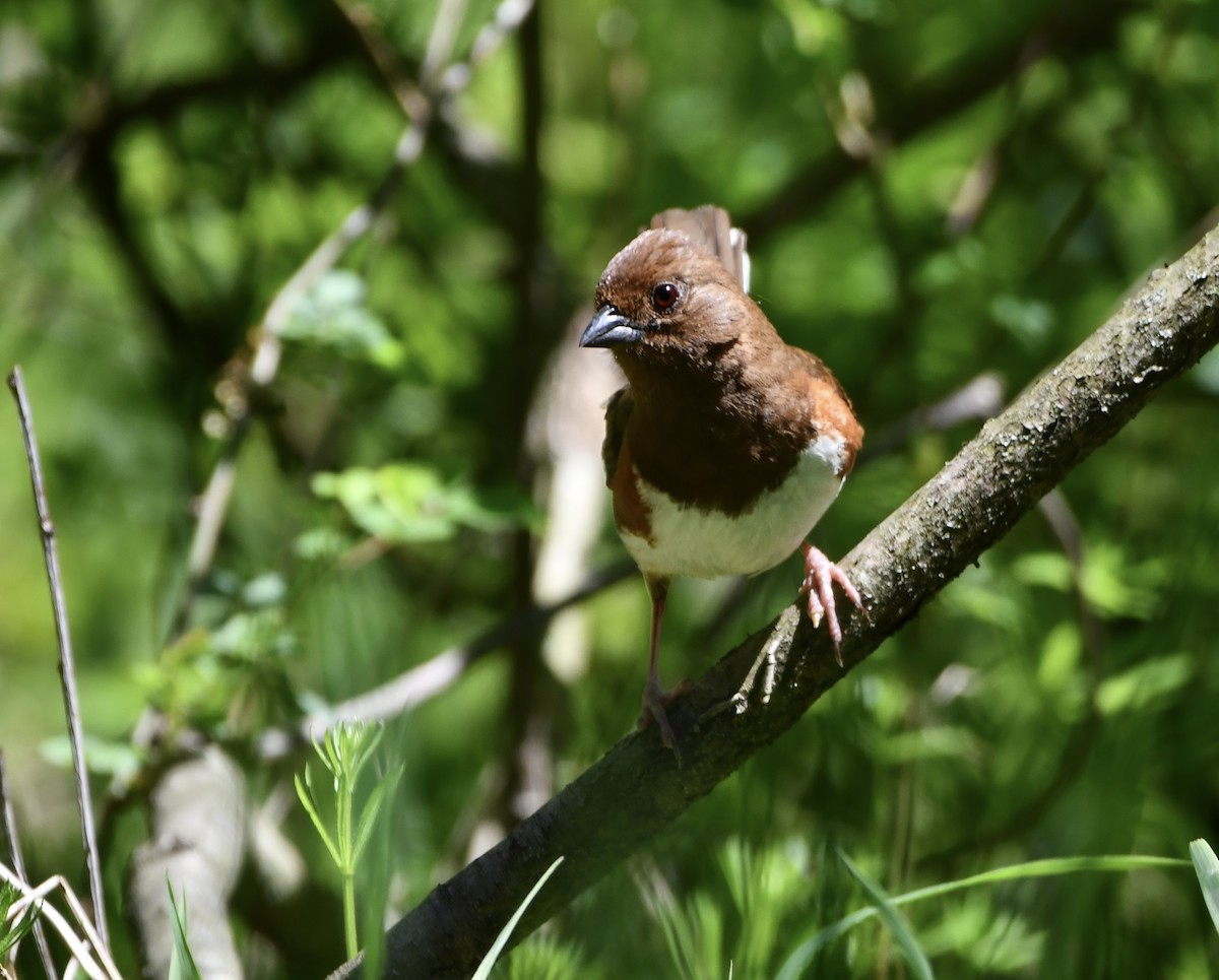 Eastern Towhee - ML634677317
