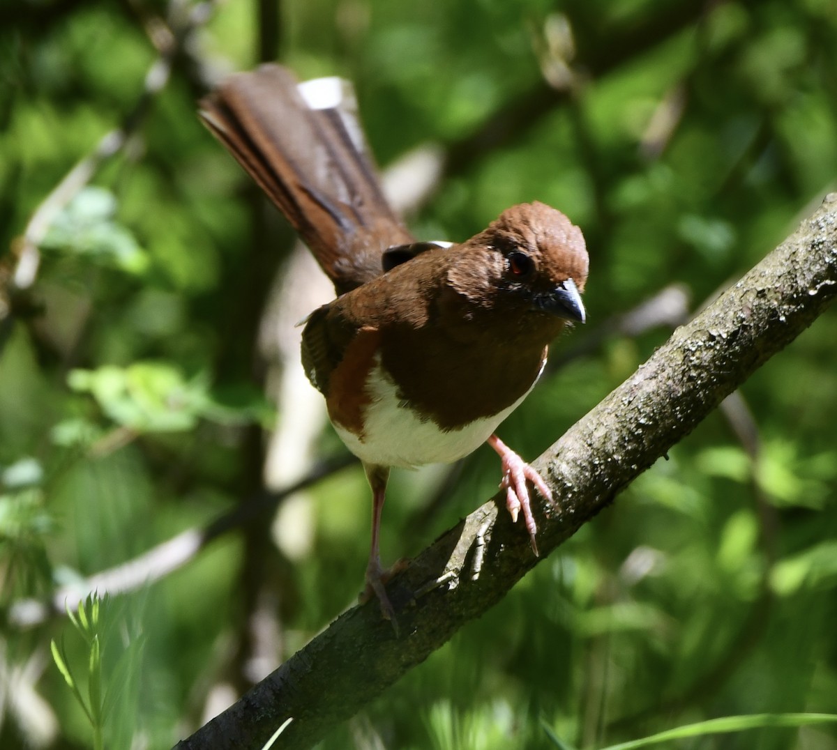 Eastern Towhee - ML634677318