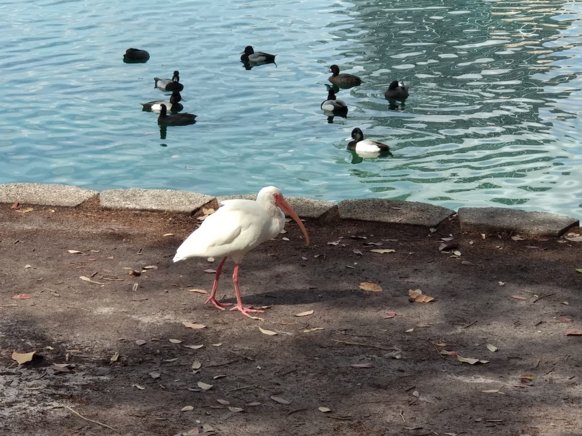 Lesser Scaup - ML634677379
