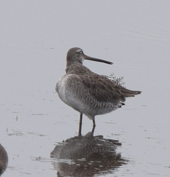 Short-billed Dowitcher - ML634677384