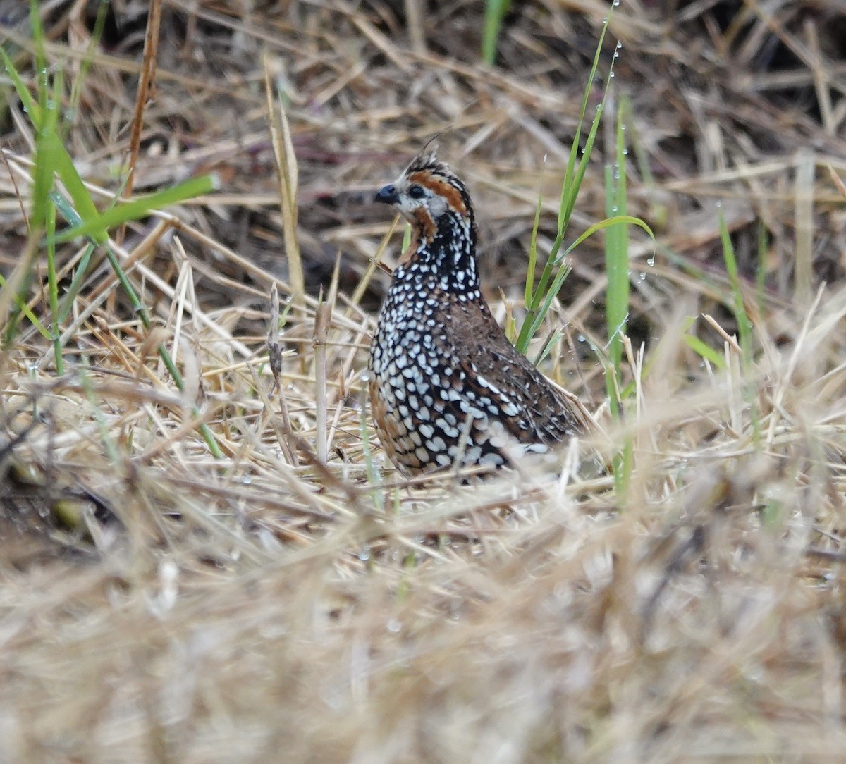 Crested Bobwhite - ML634677421