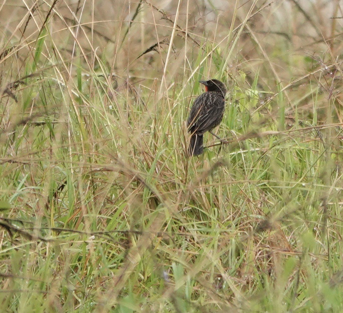 Red-breasted Meadowlark - ML634677475