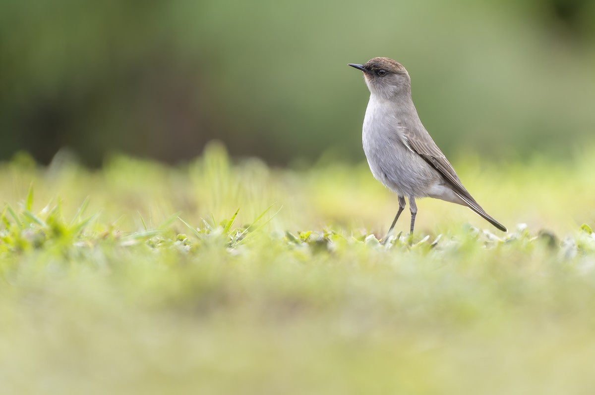 Dark-faced Ground-Tyrant - ML634677534