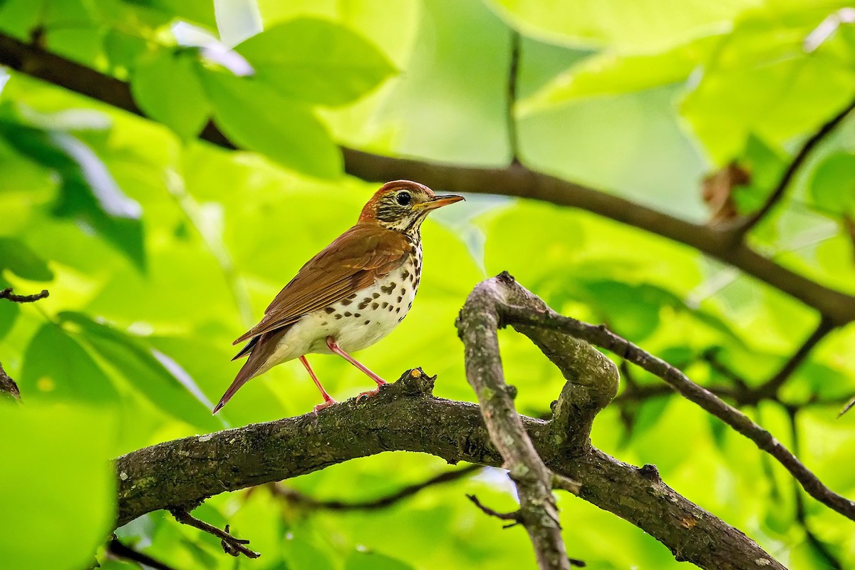Wood Thrush - ML634677540