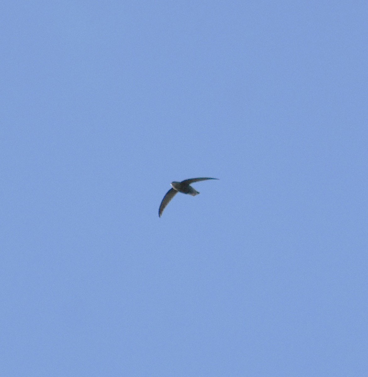 Sick's Swift - ML634677545