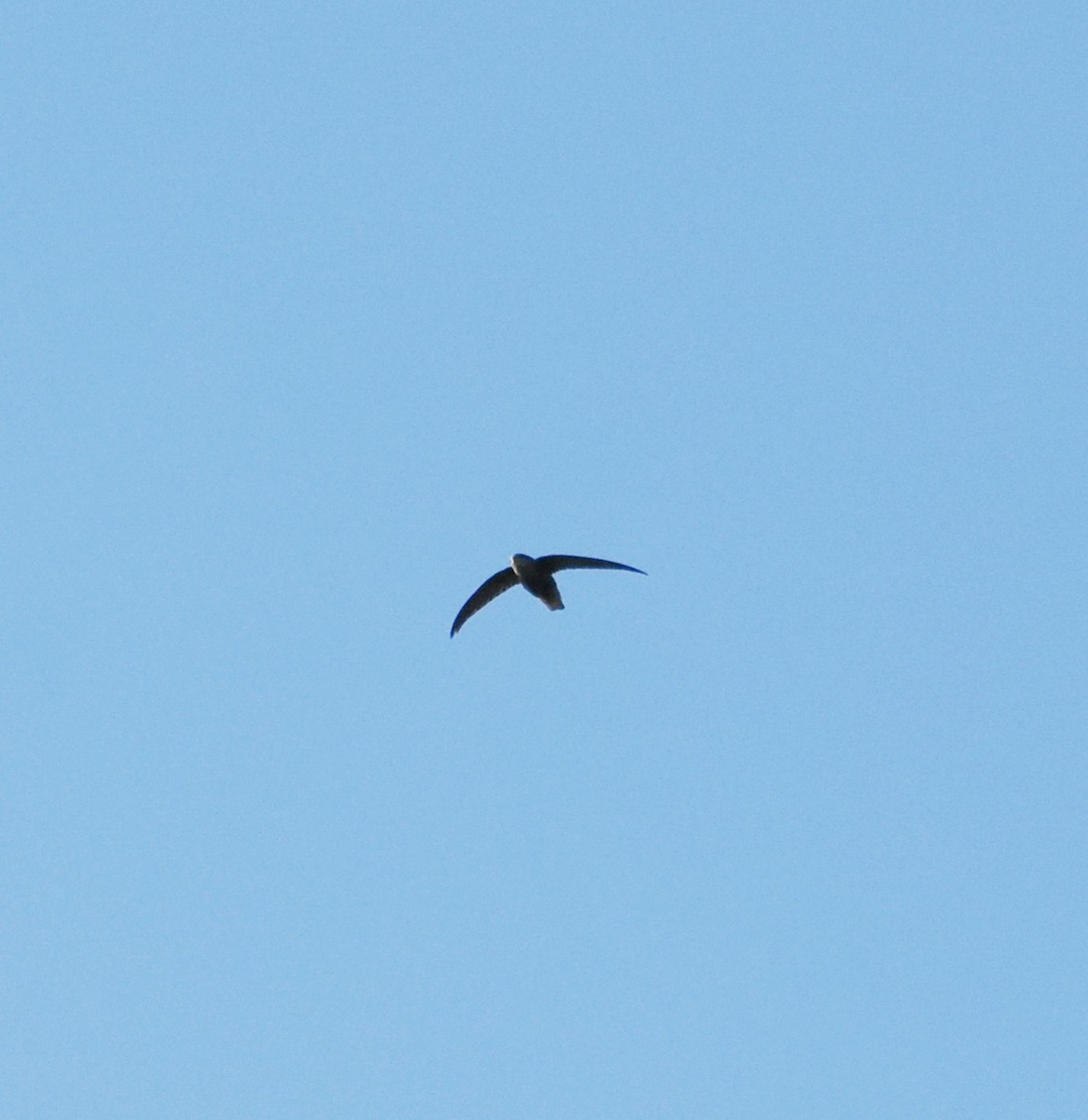 Sick's Swift - ML634677546