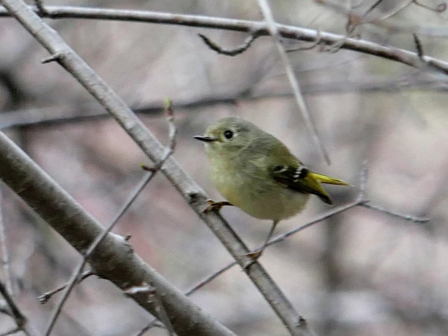 Ruby-crowned Kinglet - ML634677563