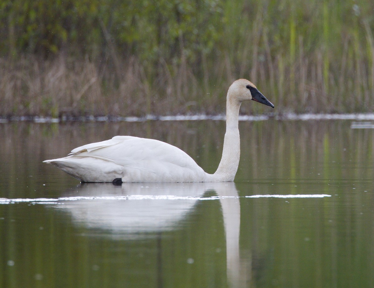 eBird Checklist - 29 Apr 2025 - Redmond Retention Ponds - 1 species