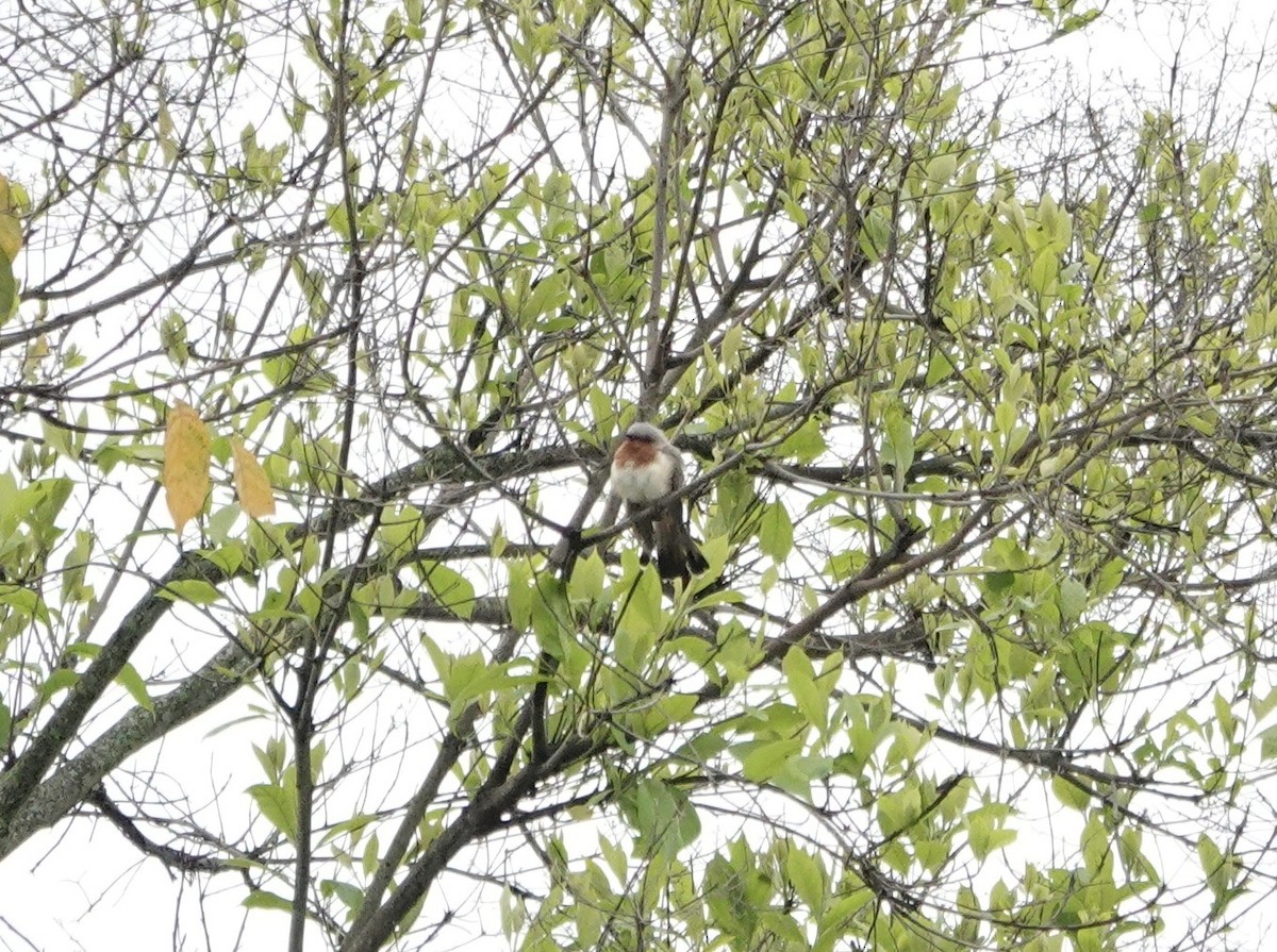 Dwarf Cuckoo - ML634677592