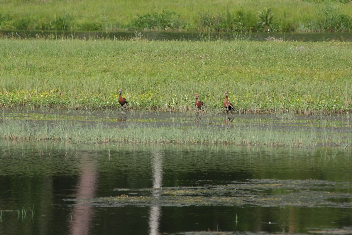 Black-bellied Whistling-Duck - ML634677623
