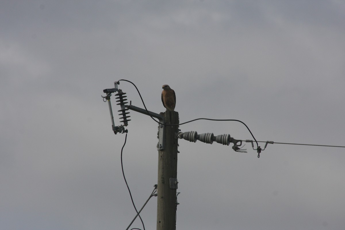 Red-shouldered Hawk - ML634677629