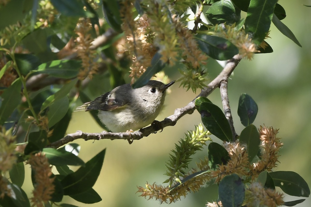 Ruby-crowned Kinglet - ML634677871