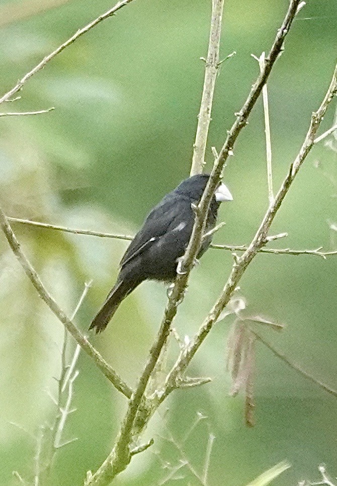 Large-billed Seed-Finch - ML634677912