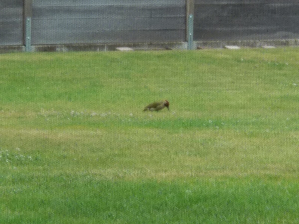 Eurasian Green Woodpecker - ML634677950