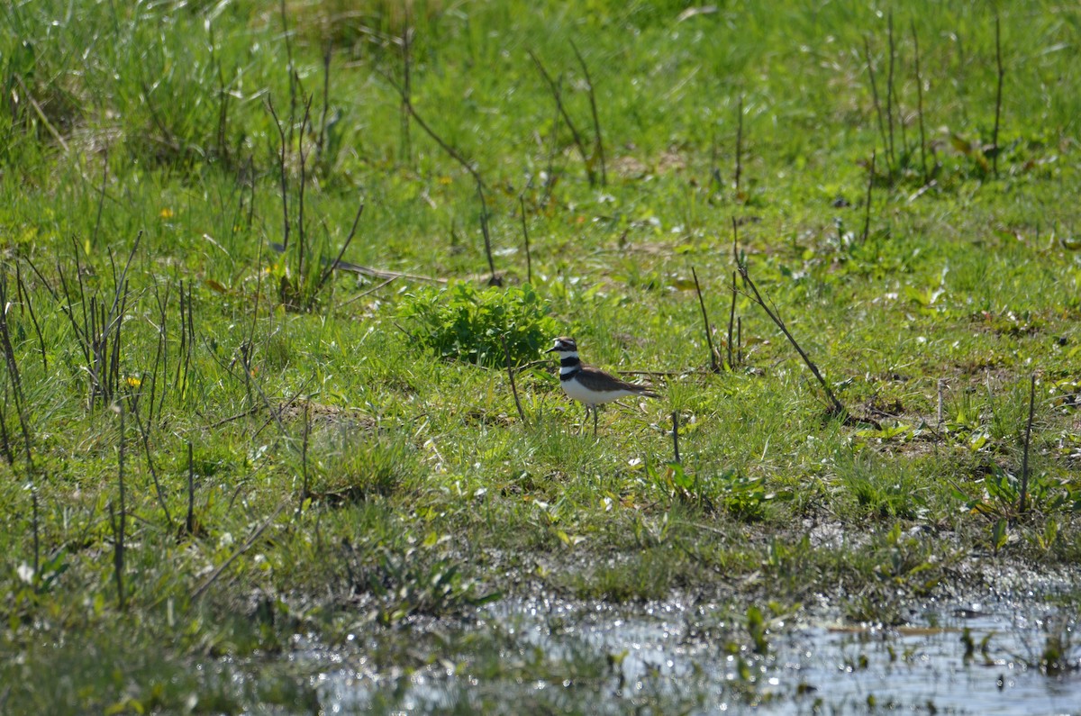 Keilschwanz-Regenpfeifer - ML634678241