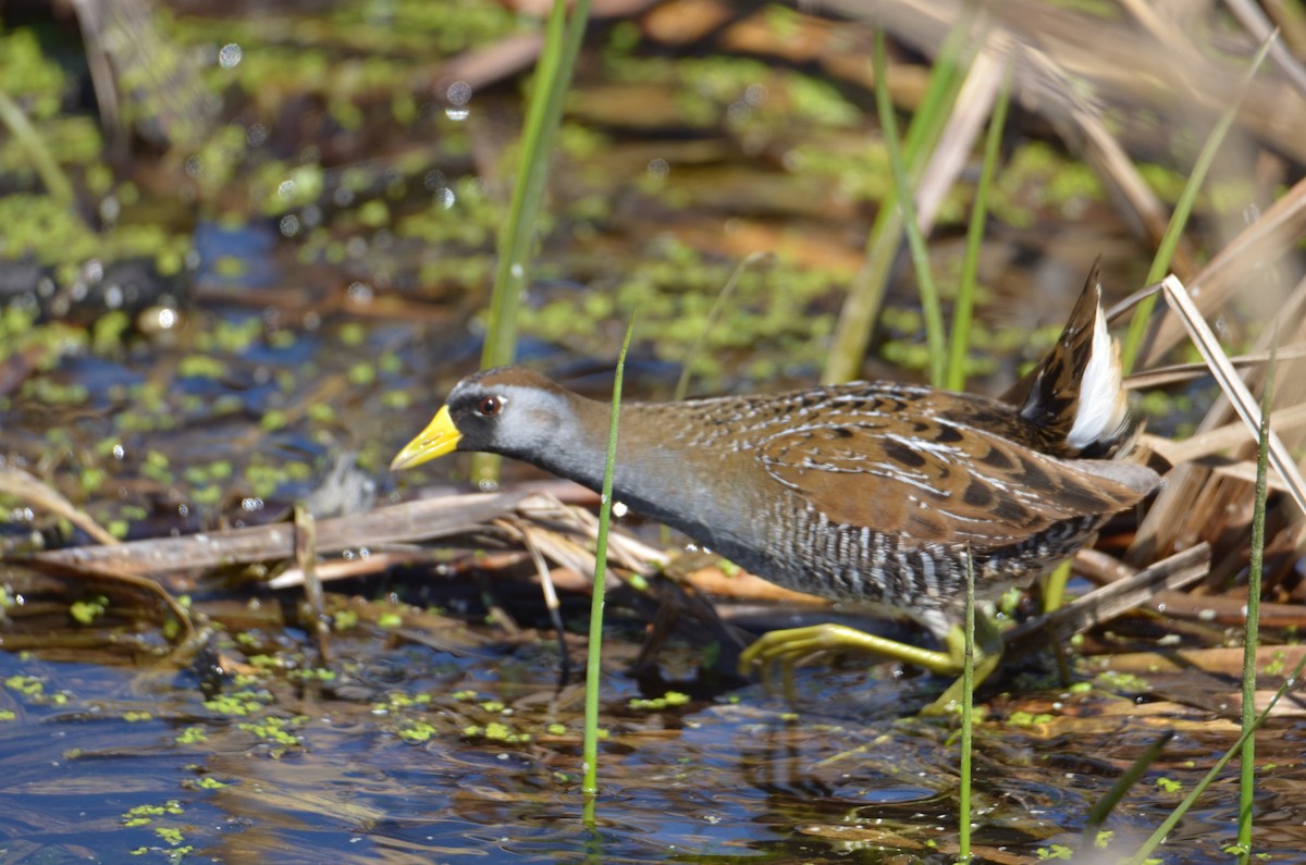 Carolinasumpfhuhn - ML634678263