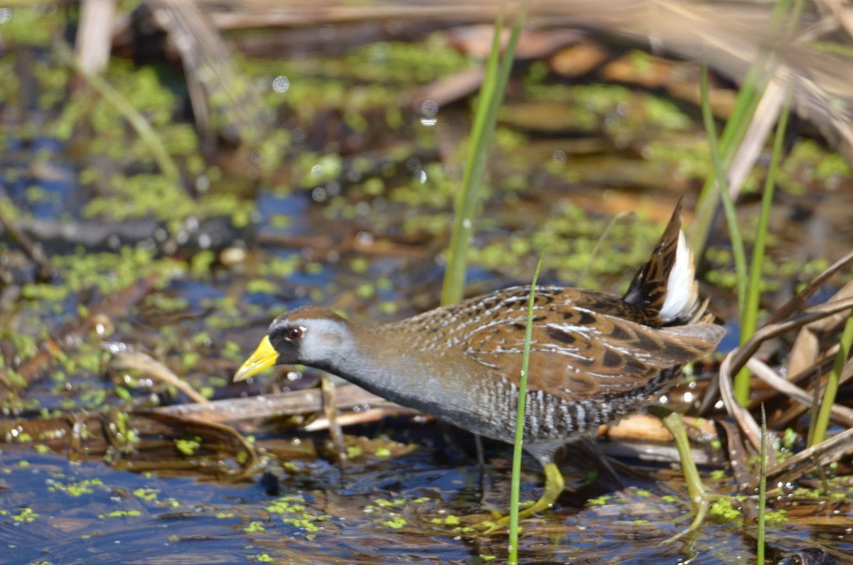 Carolinasumpfhuhn - ML634678264