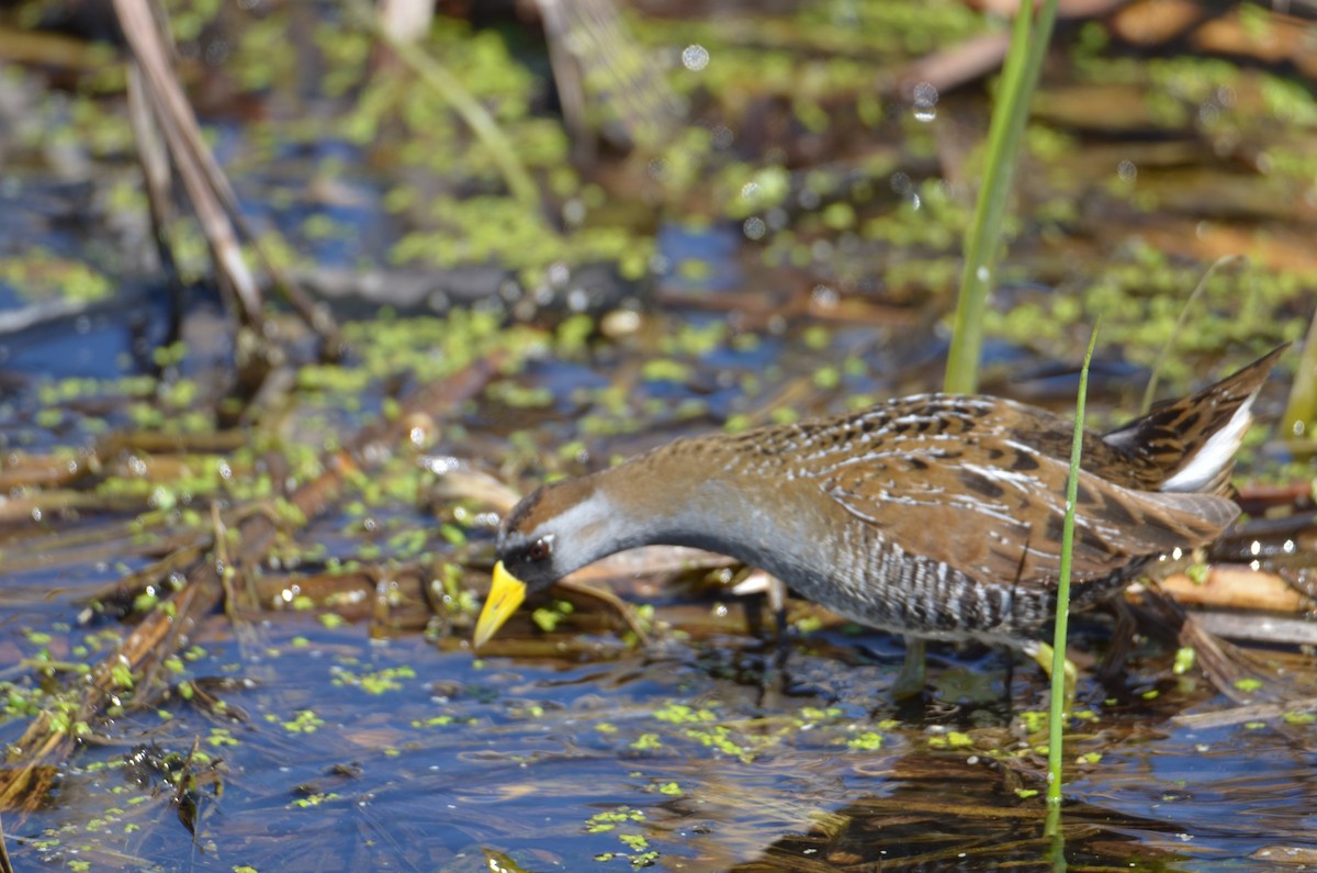 Carolinasumpfhuhn - ML634678265