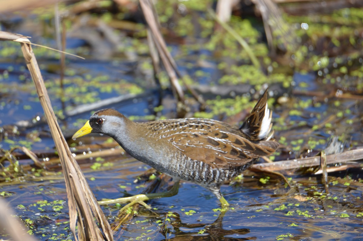 Carolinasumpfhuhn - ML634678266