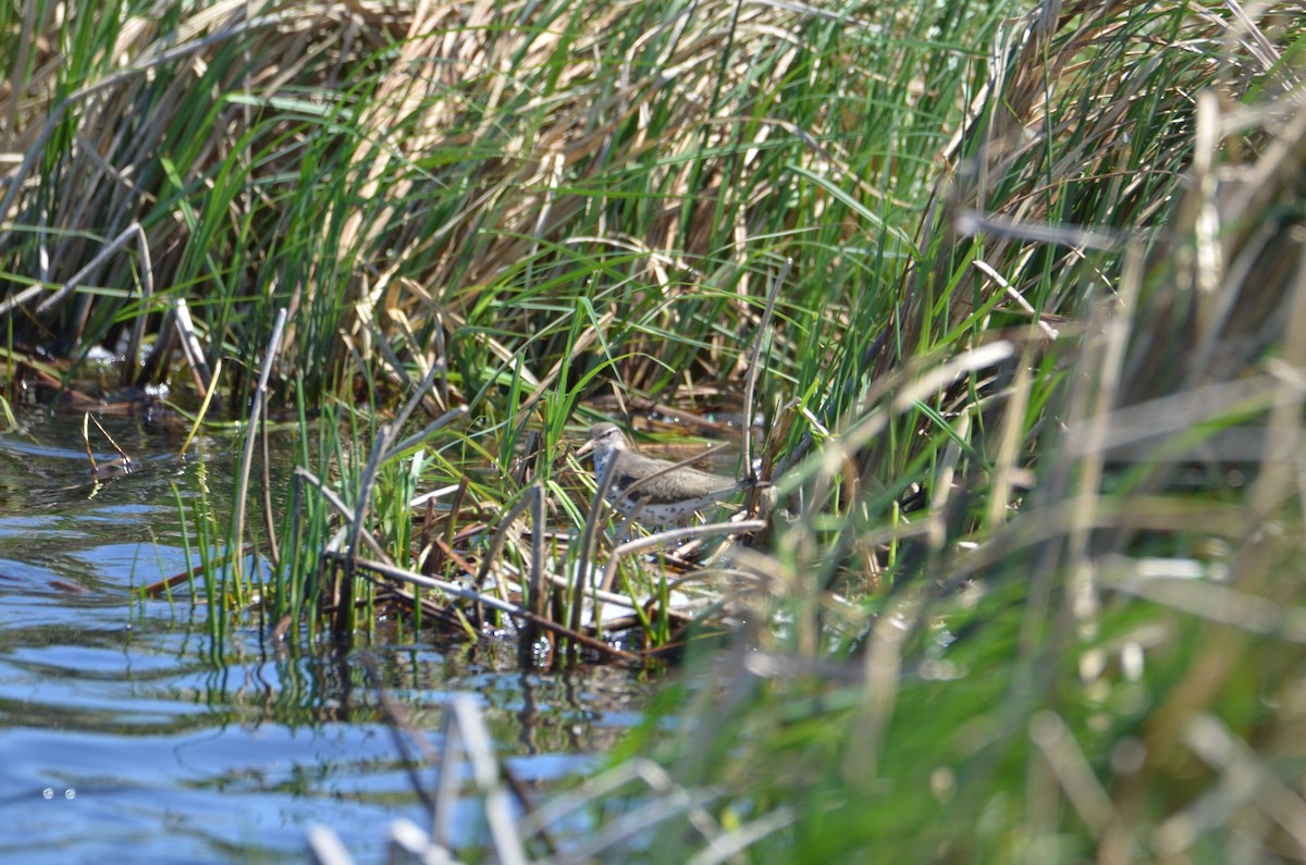Drosseluferläufer - ML634678321