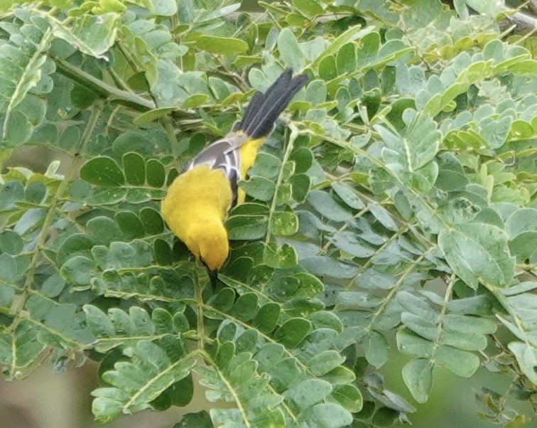 Yellow Oriole - ML634678391