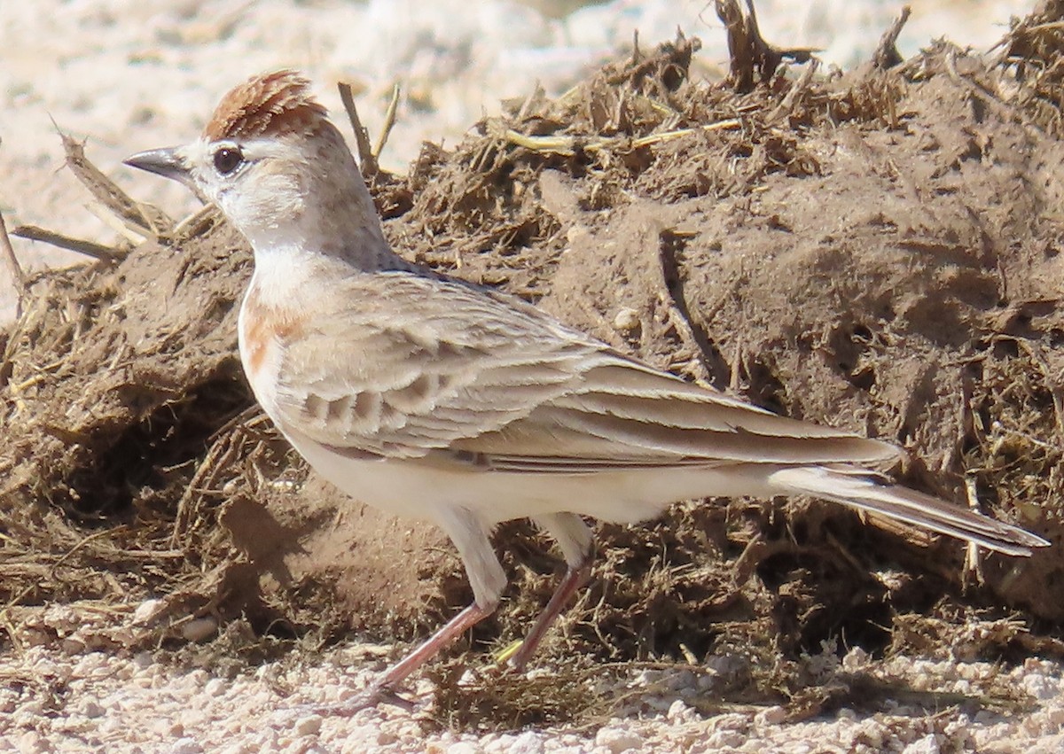 Red-capped Lark - ML634678409