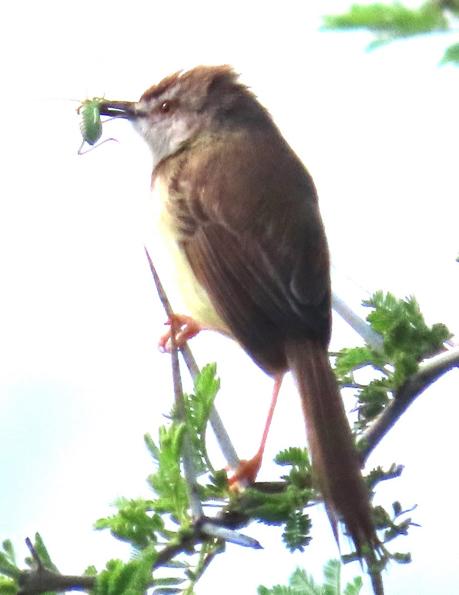 Black-chested Prinia - ML634678428