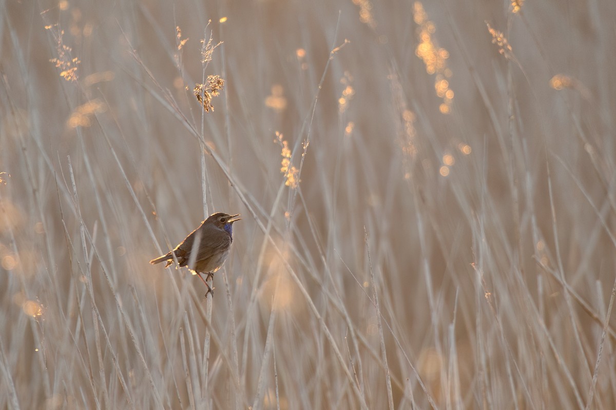 Bluethroat - ML634678439