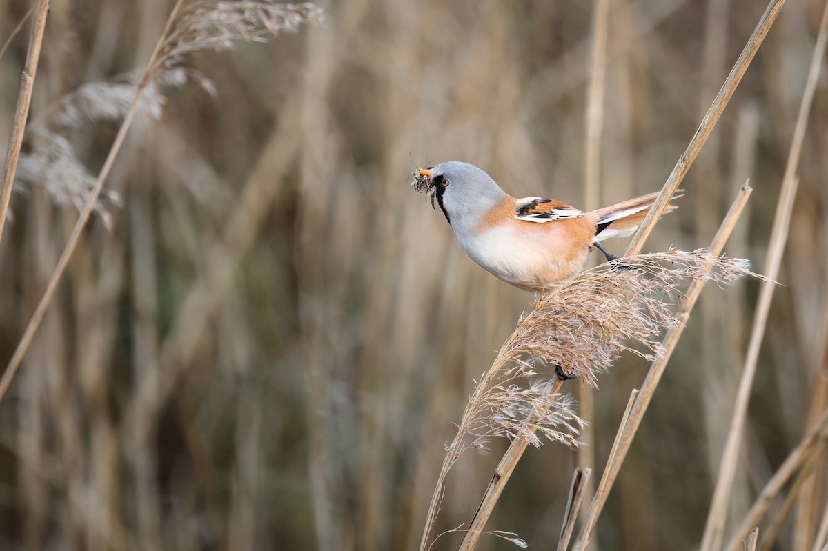 Bearded Reedling - ML634678995