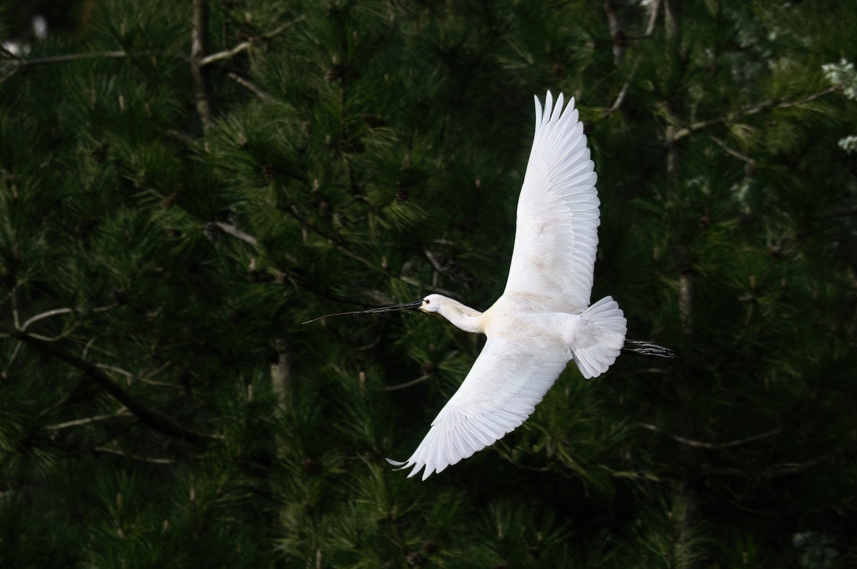 Eurasian Spoonbill - ML634679022