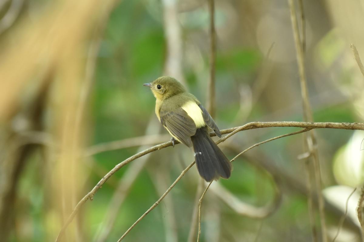Black-tailed Flycatcher - ML634679119