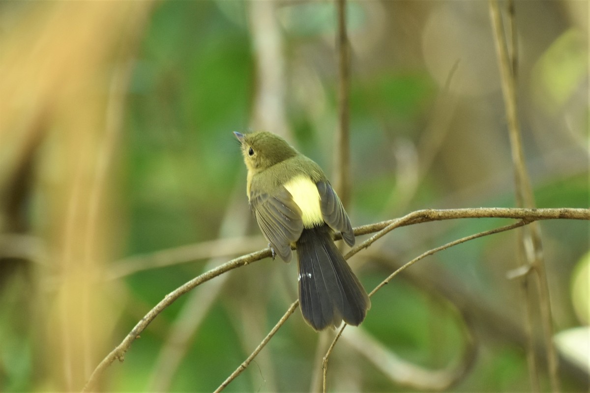 Black-tailed Flycatcher - ML634679120
