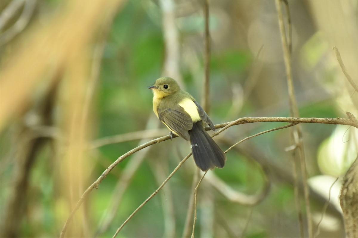 Black-tailed Flycatcher - ML634679121