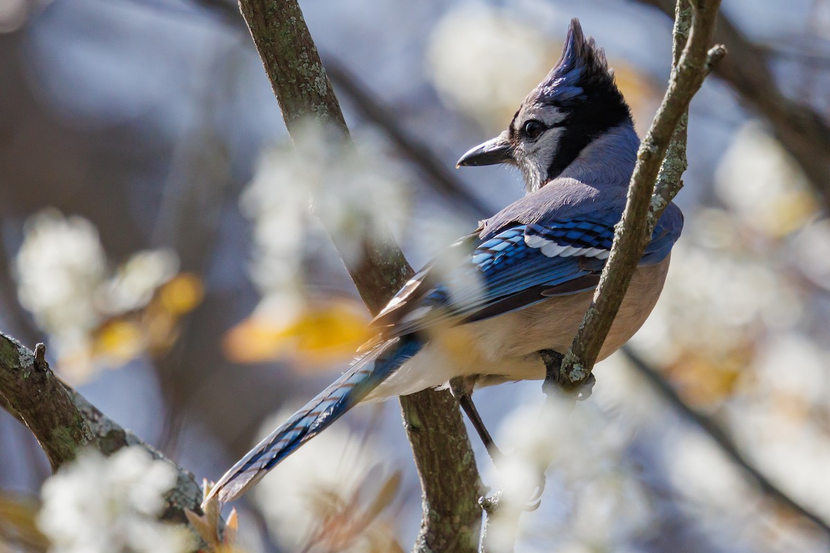 Blue Jay - ML634679173