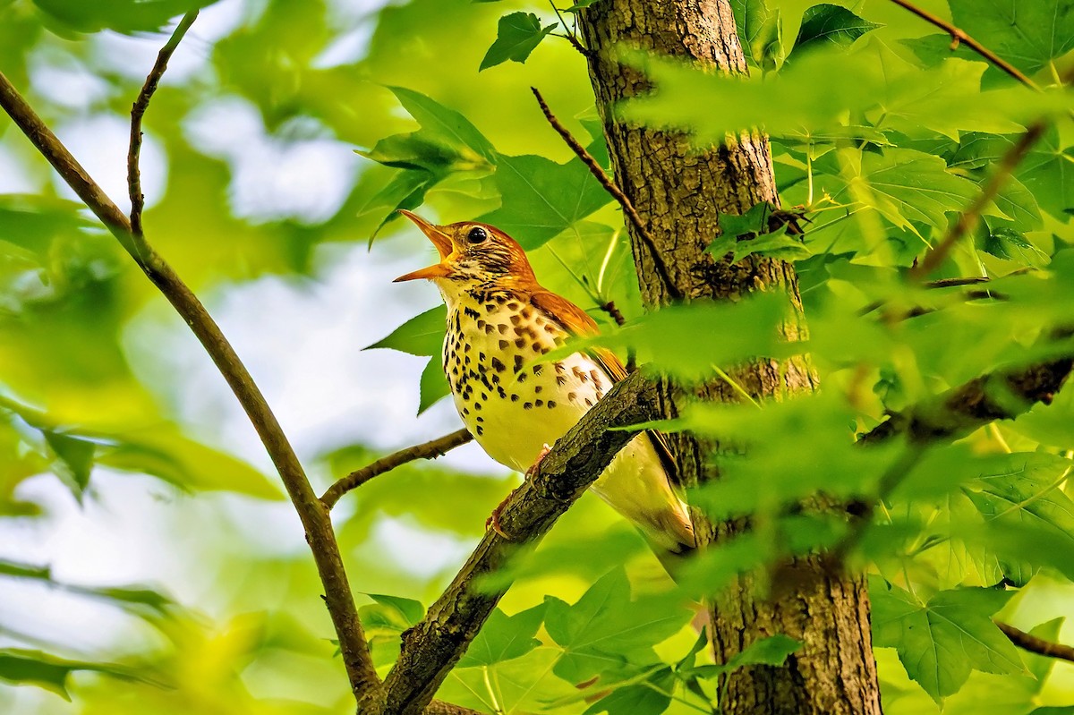 Wood Thrush - ML634679265
