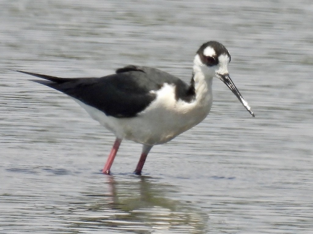 Black-necked Stilt - ML634679405