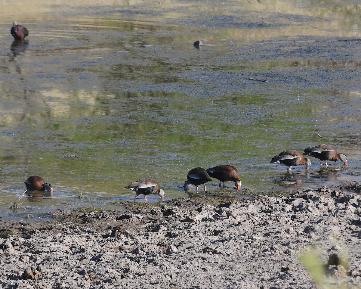 Black-bellied Whistling-Duck - ML634679423