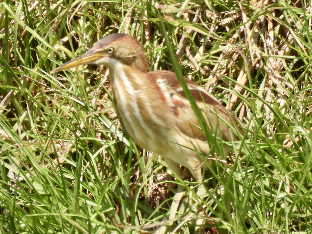 Least Bittern - ML634679428