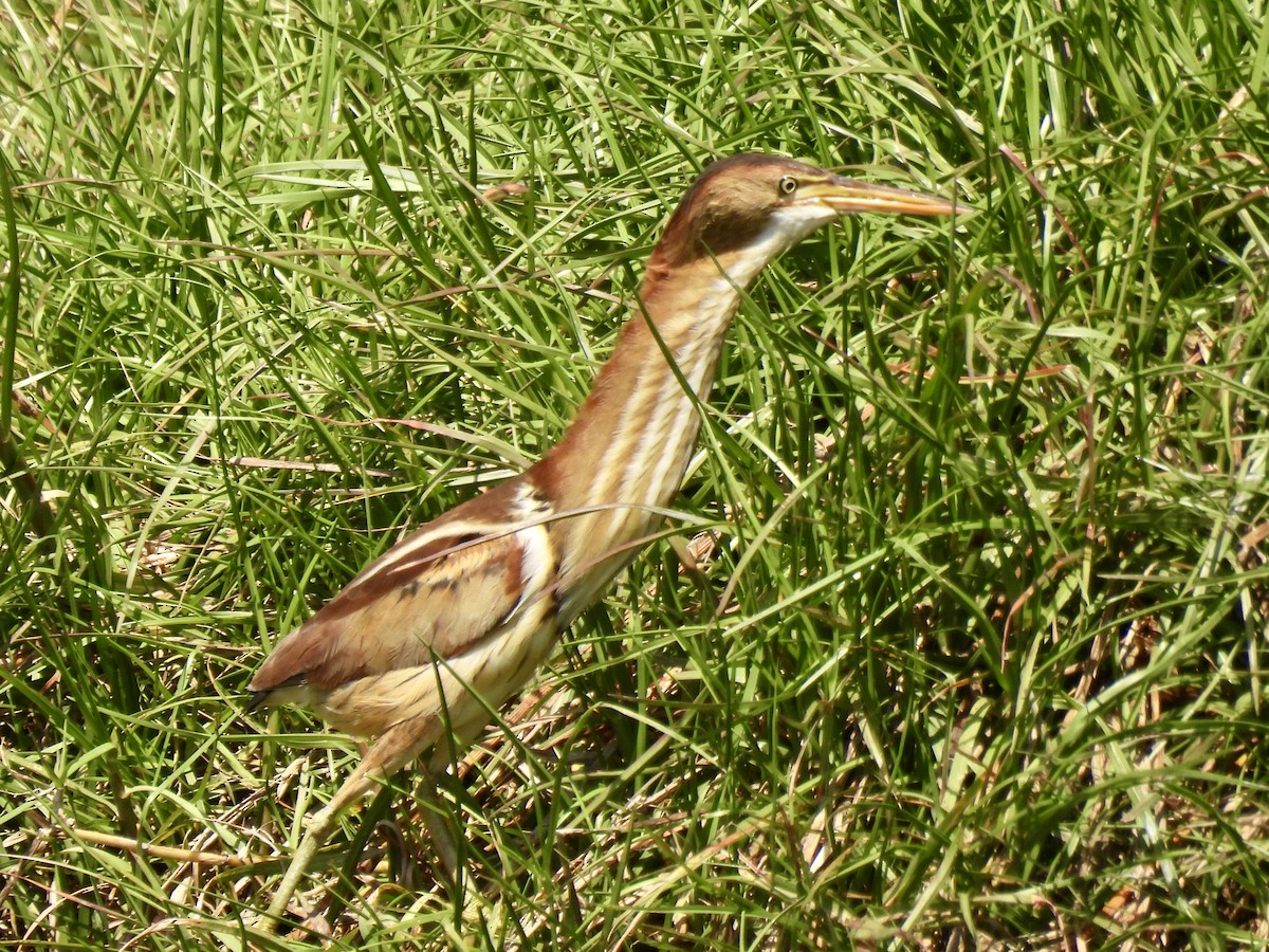 Least Bittern - ML634679429