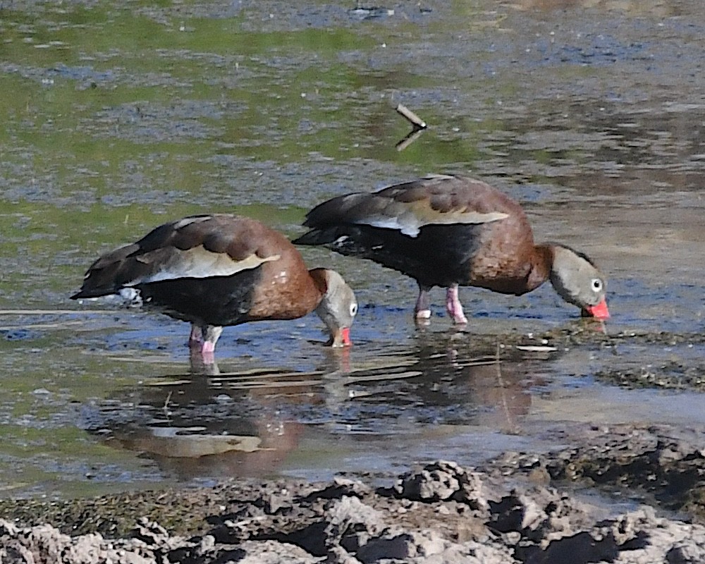 Black-bellied Whistling-Duck - ML634679464