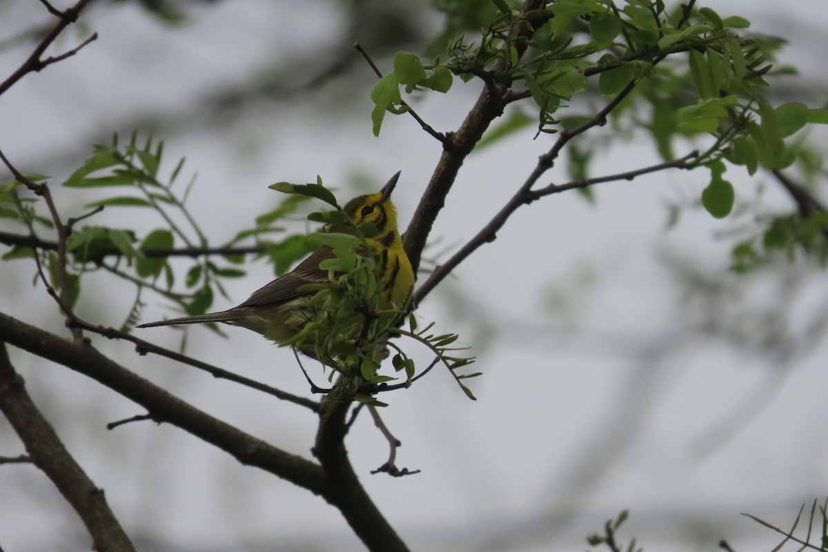 buskparula - ML634679472