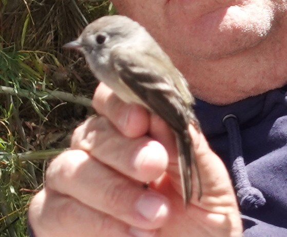 Hammond's Flycatcher - ML634679659