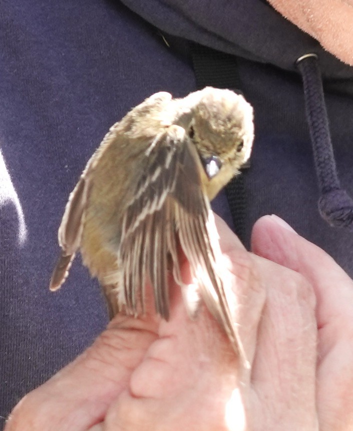 Hammond's Flycatcher - ML634679661